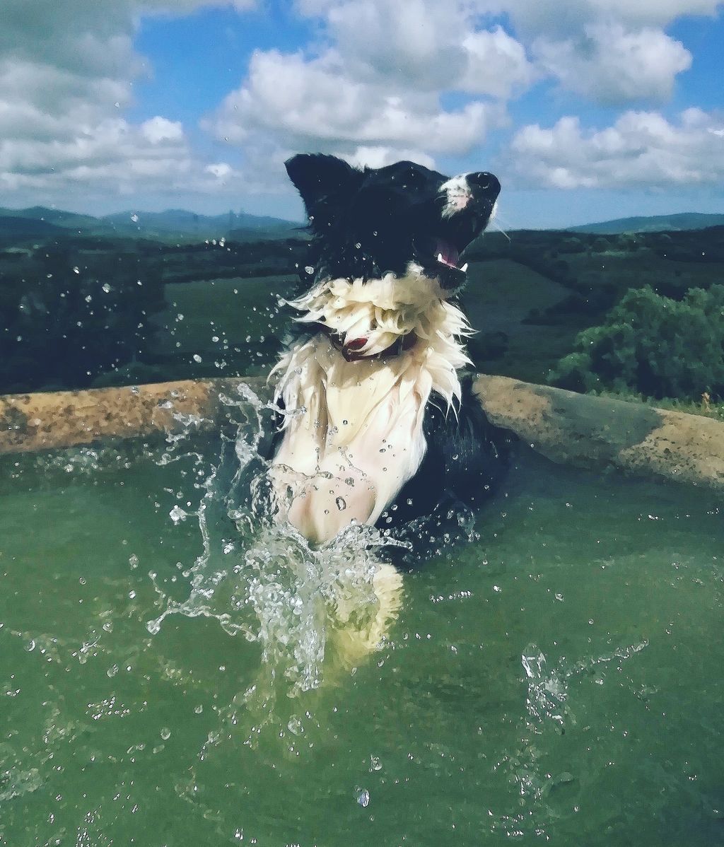 India - Border Collie