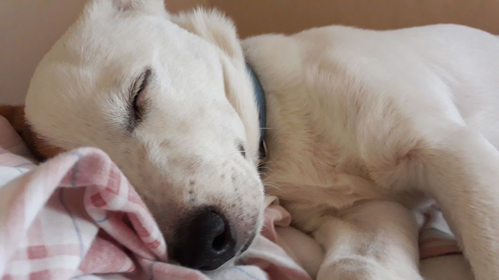 Cuki - Jack Russel Terrier