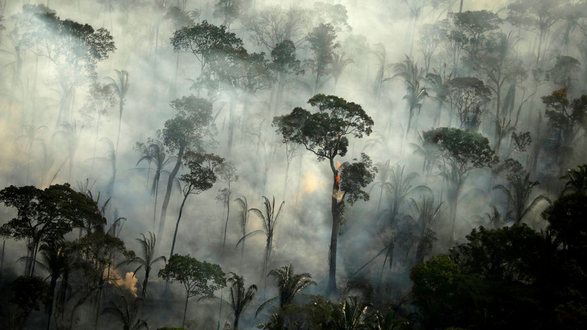 La decadencia de la Amazonia: los Incendios y la deforestación baten un nuevo récord