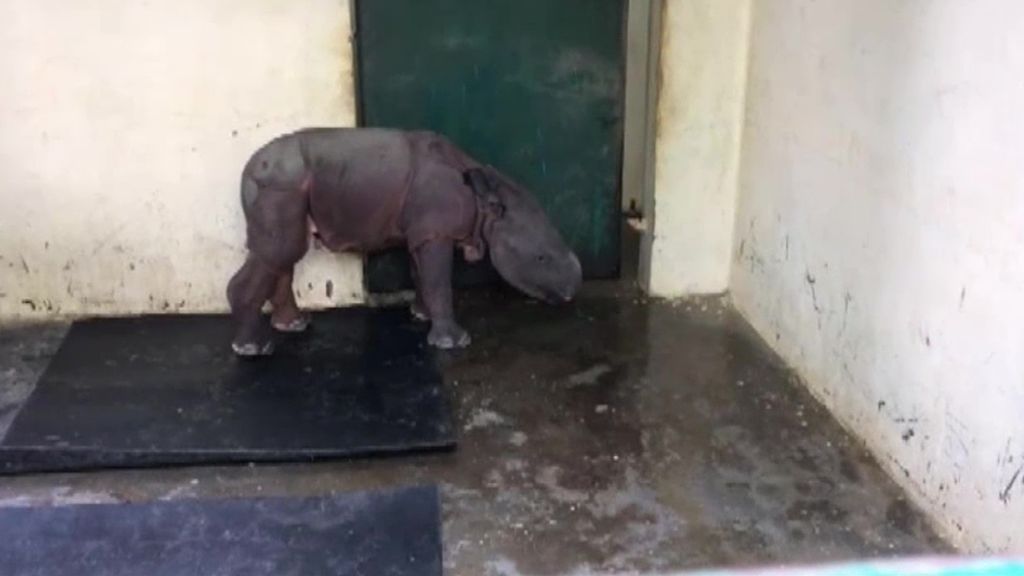 Rescatada una cría de rinoceronte en India durante las lluvias del monzón