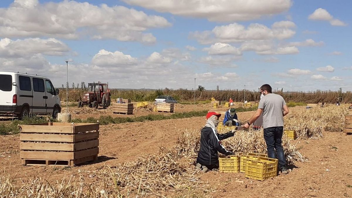 Guía para temporeros en el campo