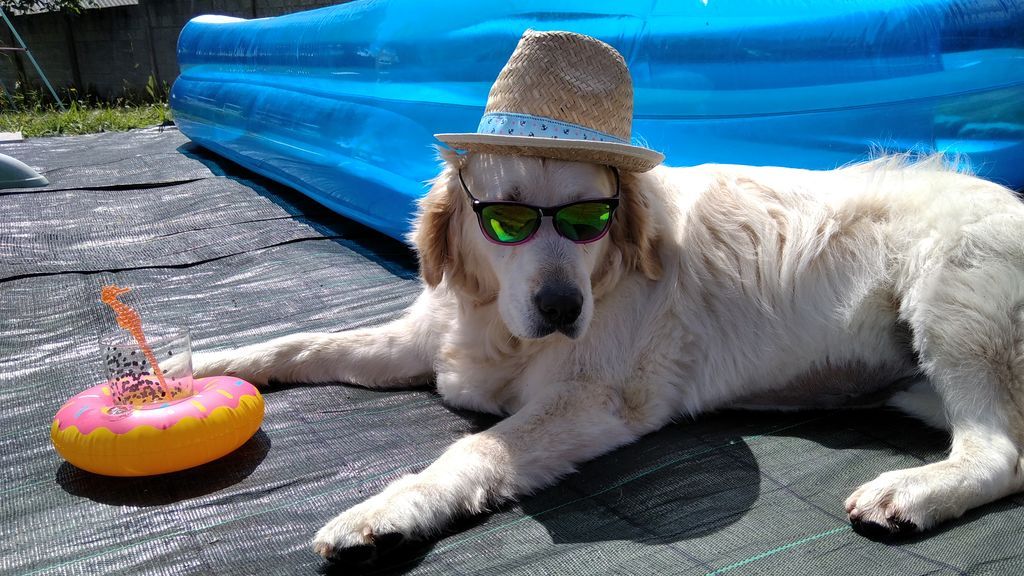 Lua - Golden Retriever