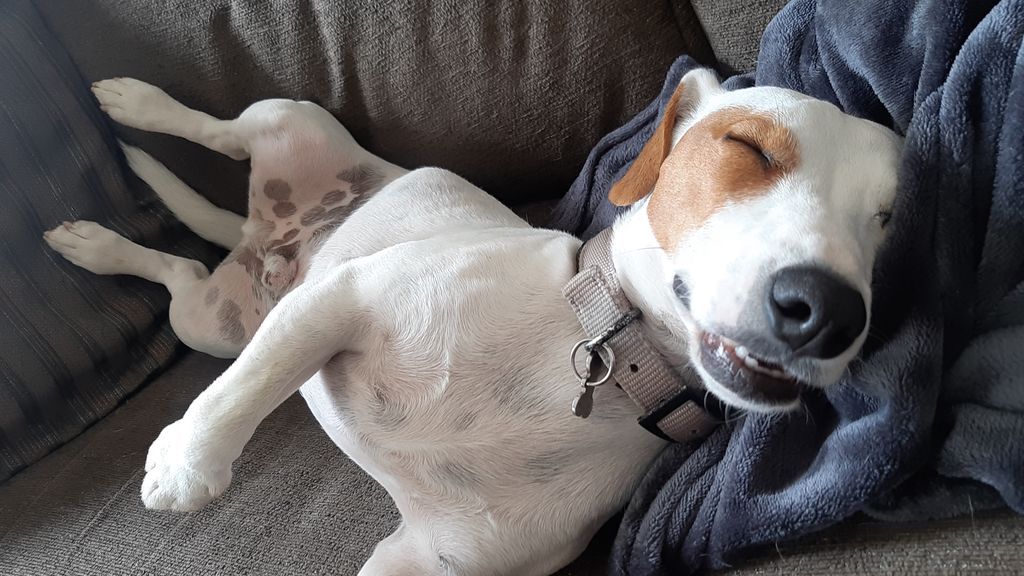 Pipo - Jack Russell Terrier