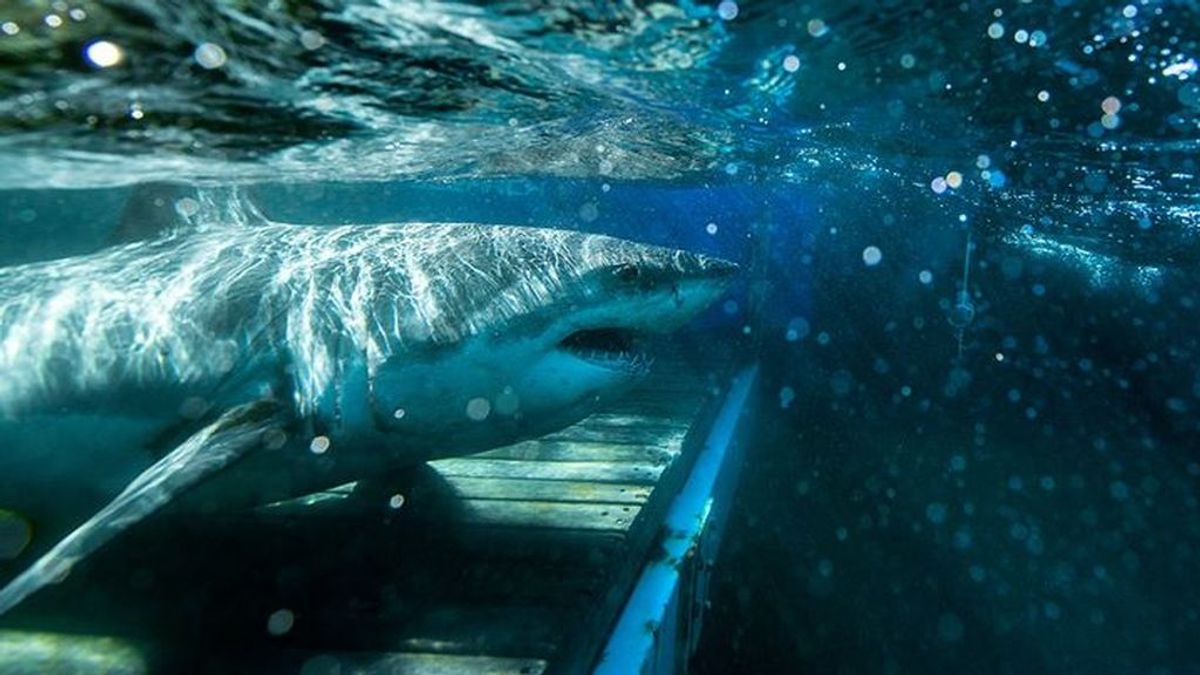 El tiburón blanco se acerca a Nueva York: por qué eligen cada vez más la Costa Este