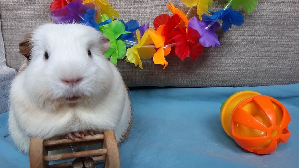 Kitty - Conejo Común