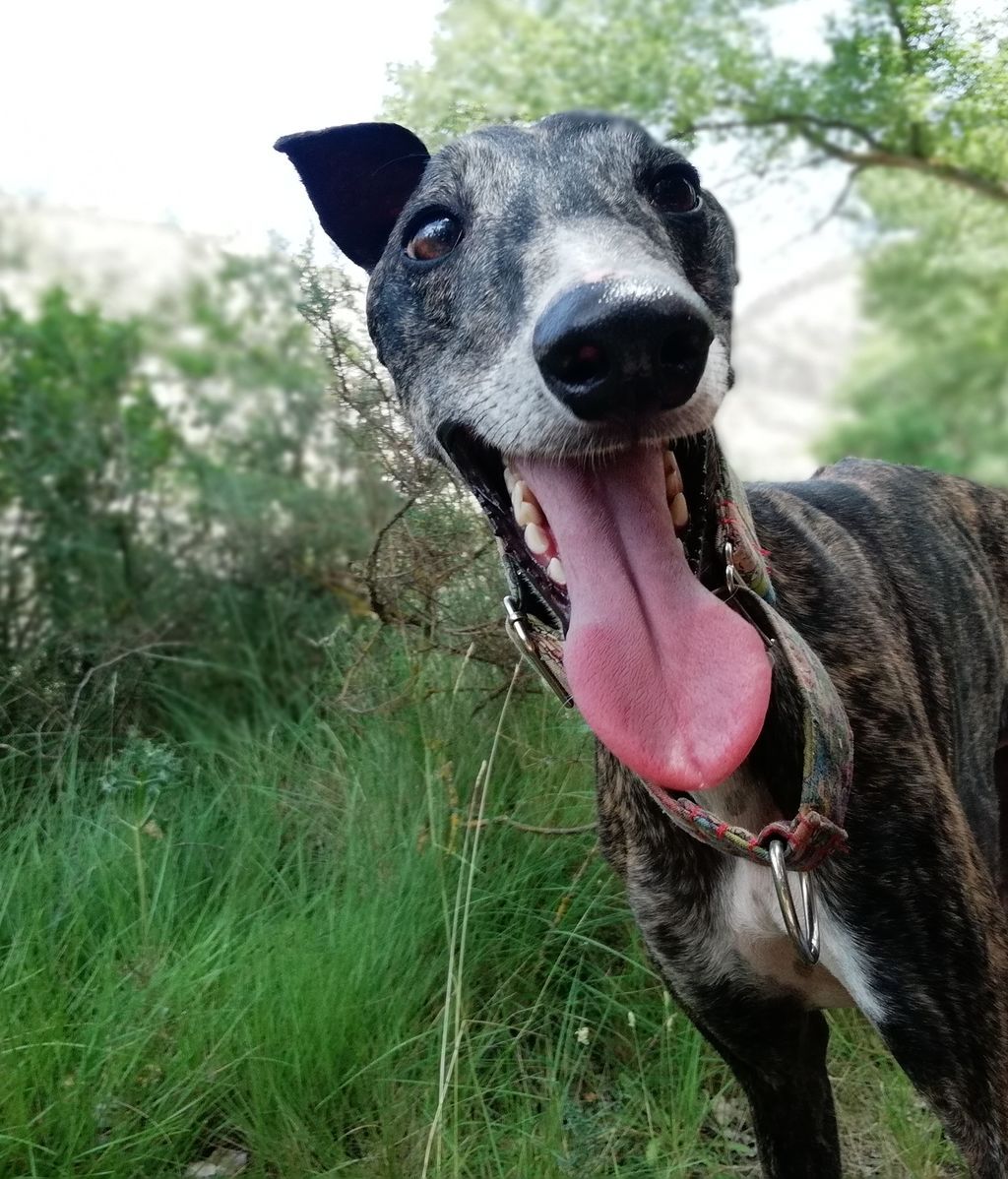 Kiwi - Galgo Español