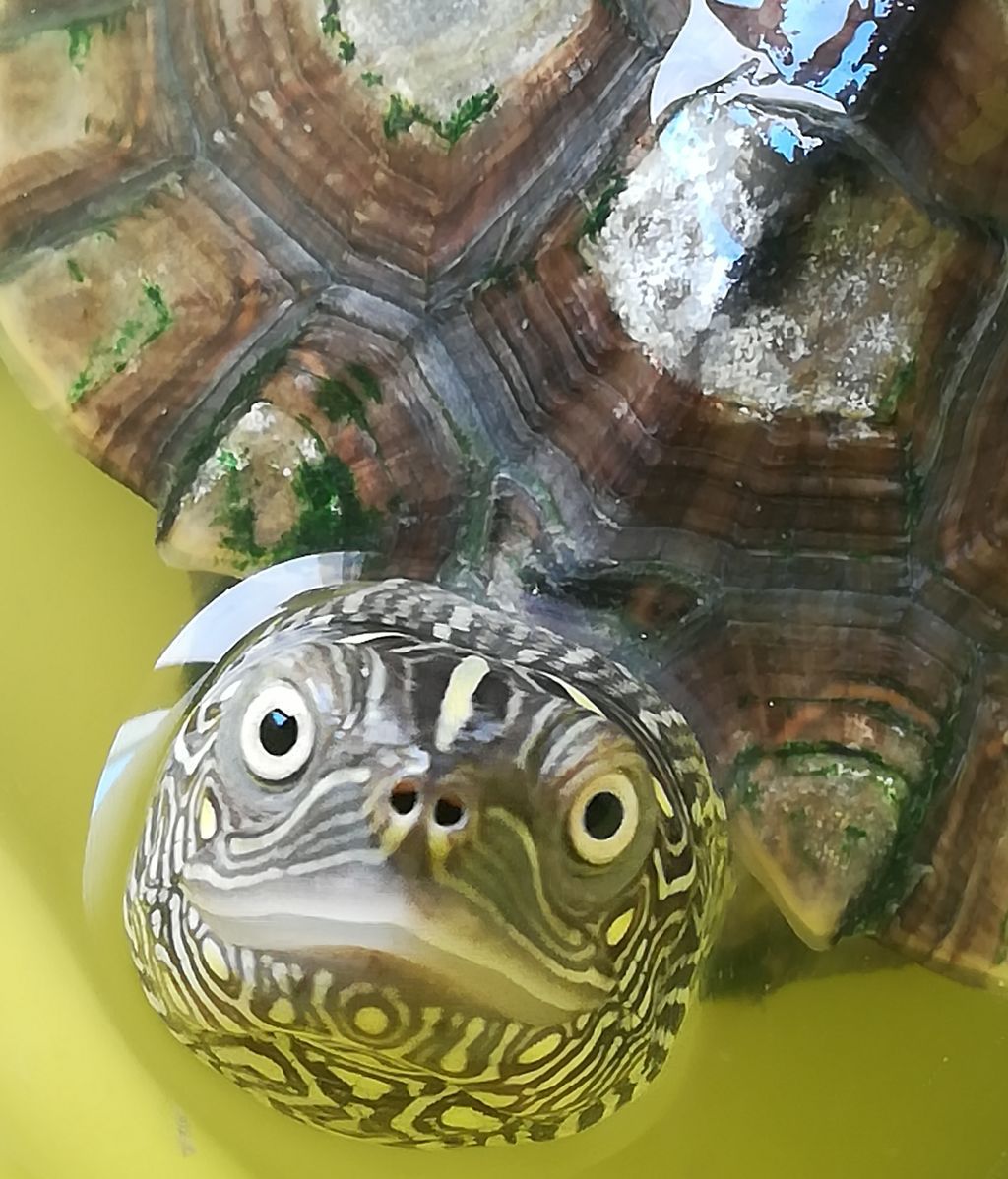 Diamantino - Graptemys Konhi Tortuga de cresta dorsal del Mississippi