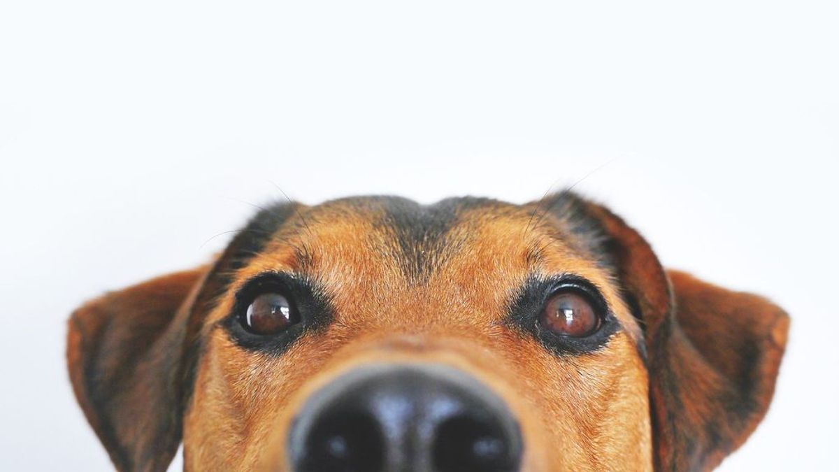 Mi perro hace unos ruidos raros al respirar: identificar el estornudo inverso puede evita preocupaciones