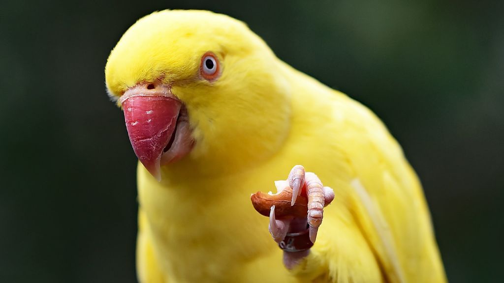 Gatos, perros, canguros, cacatúas y otros bichos raros. ¿Existen los animales diestros y los animales zurdos?