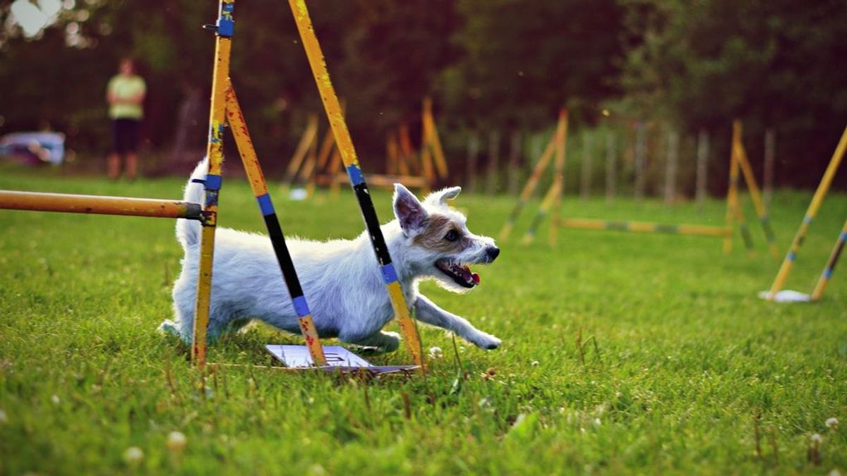 Súmate a la propiocepción, el entrenamiento para perros que les hace ser más conscientes de sus músculos