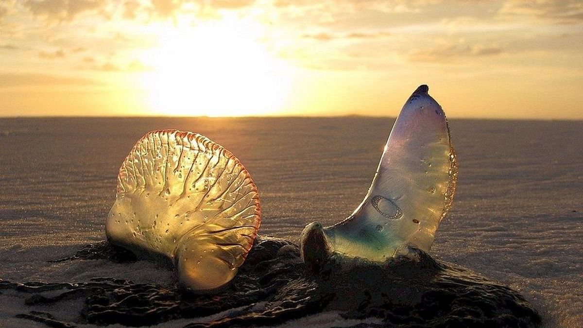 Playa y medusas: lo que hay que hacer cuando pican
