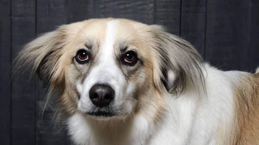 Mi perro vomita espuma blanca, conoce las posibles causas y tratamientos
