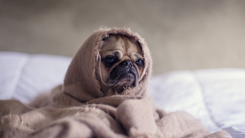 Cuidado con tu perro y la terraza en verano, puede ser un espacio inseguro.