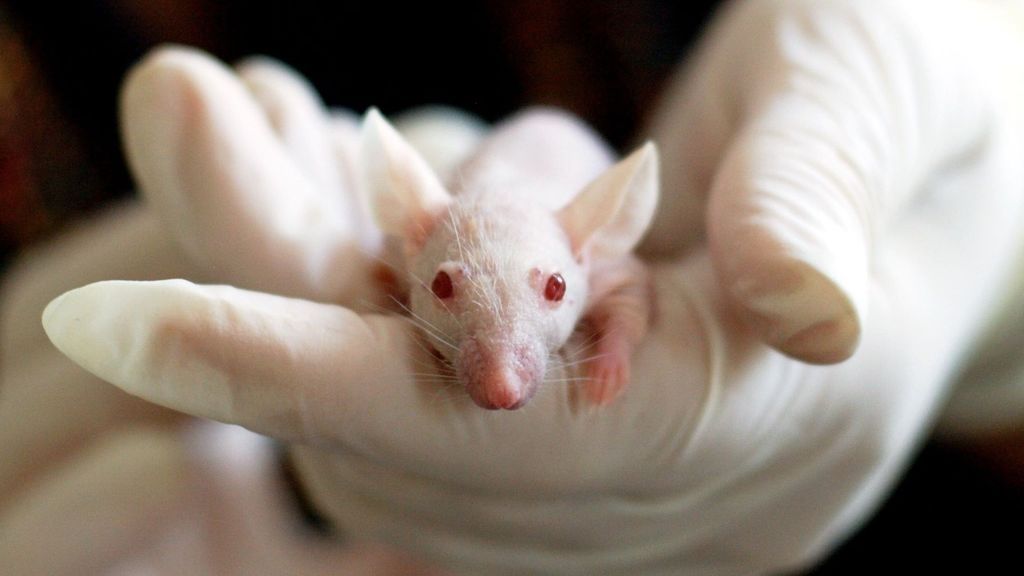 La vacuna contra el coronavirus de Moderna consigue proteger a ratones de infectarse La vacuna contra el coronavirus de Moderna consigue proteger a ratones de infectarse
