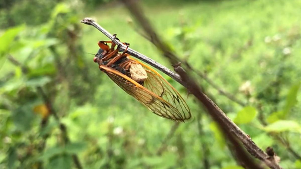 Cigarra zombi: el insecto manipulado por un hongo para infectar a otros