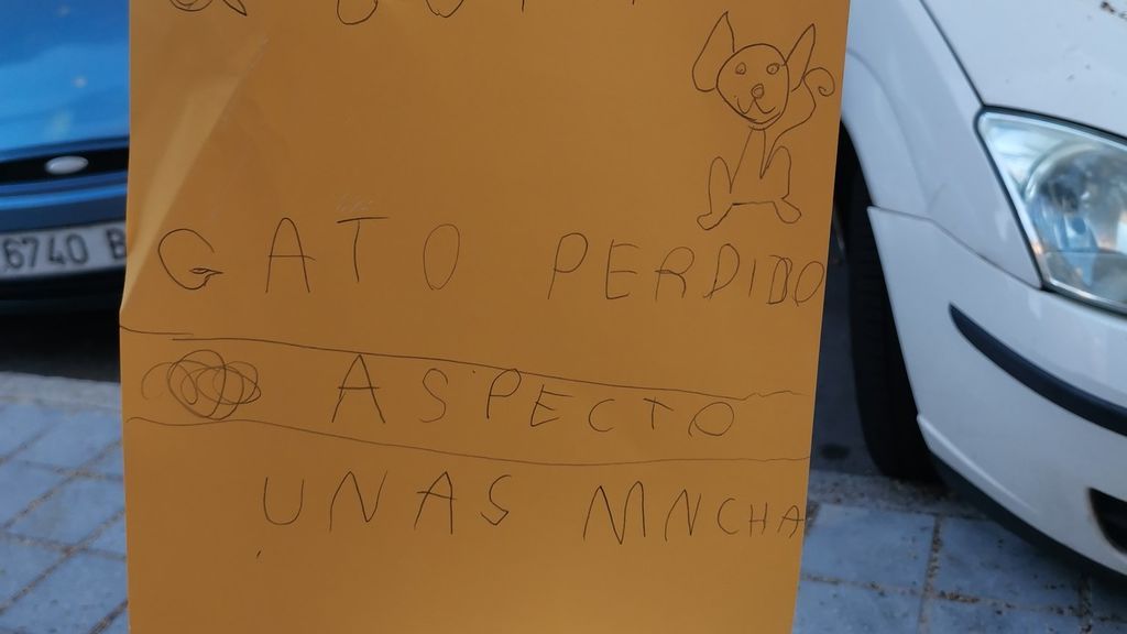 Se busca gato en Málaga Se busca gato en Málaga
