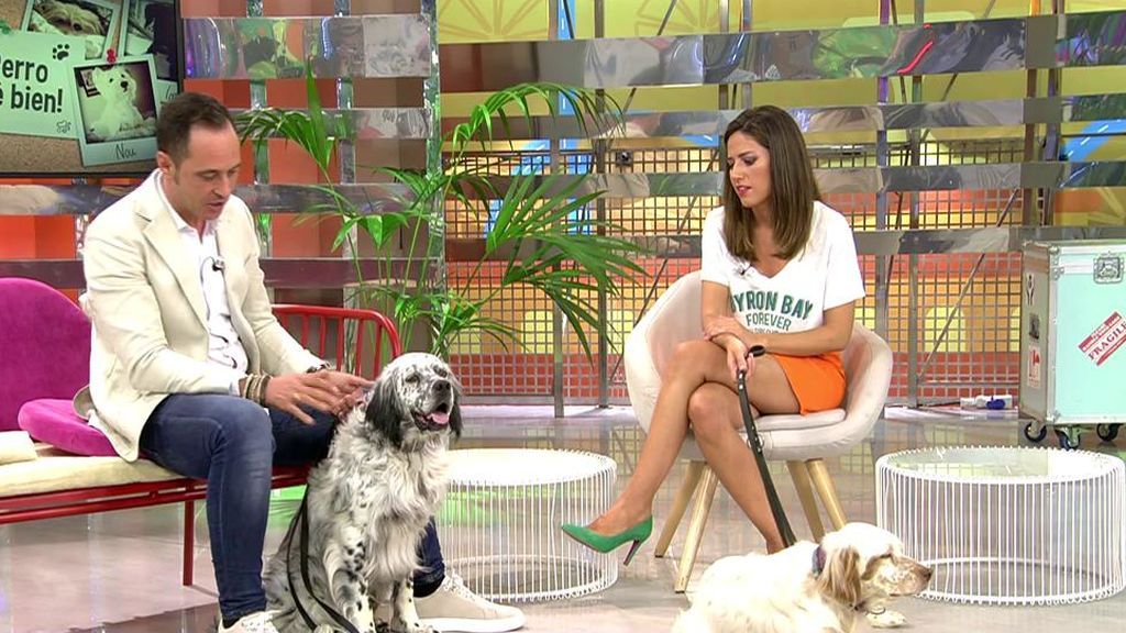 Ciro y Neva, dos setter que necesitan un nuevo hogar