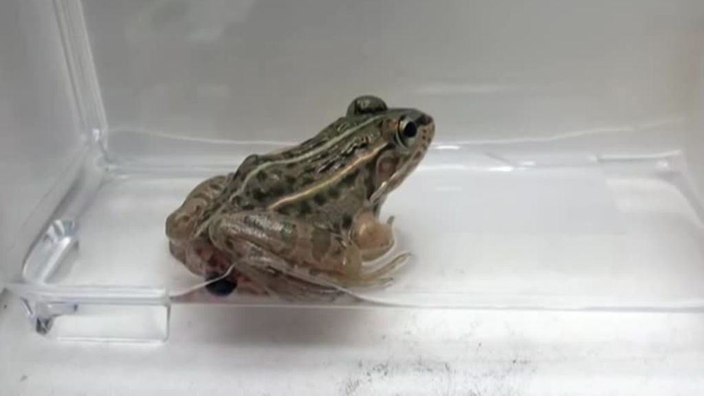 Un escarabajo de agua logra sobrevivir después de que una rana le devore: atravesó su aparato digestivo