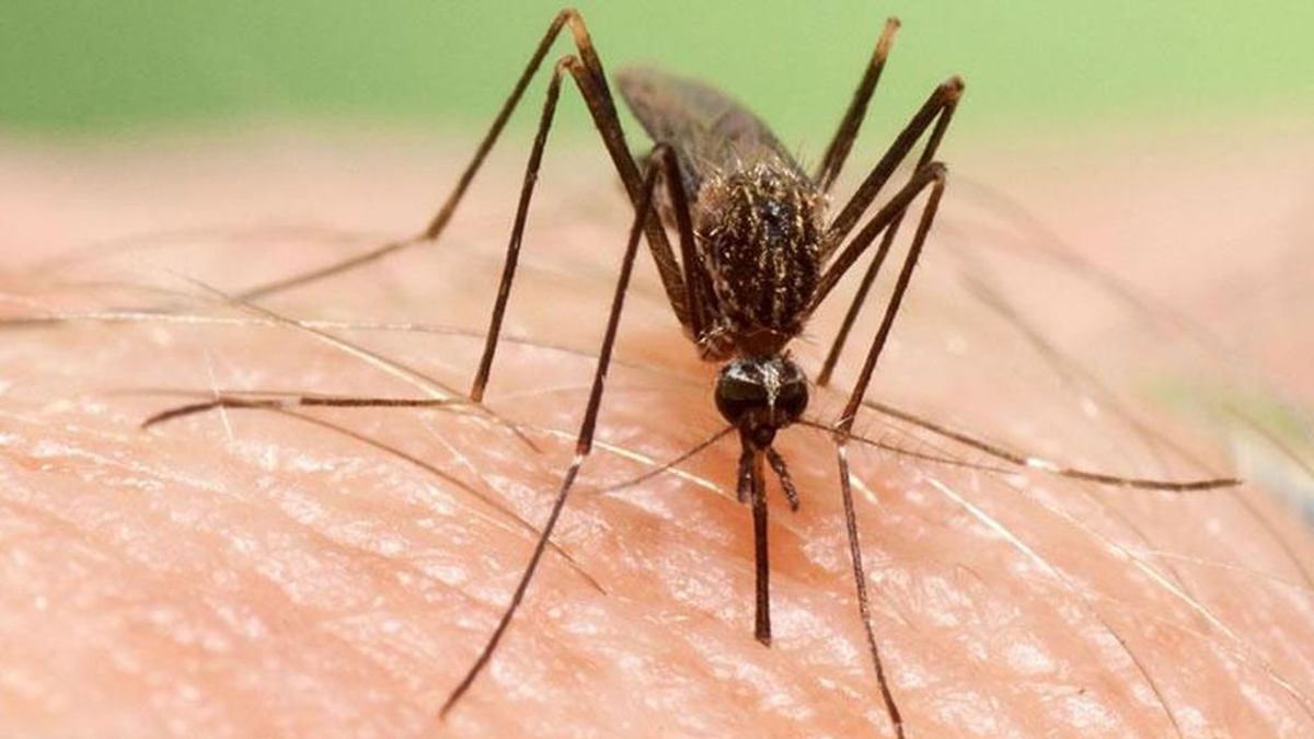 Alerta por la llegada a España de un nuevo mosquito transmisor de virus mortales