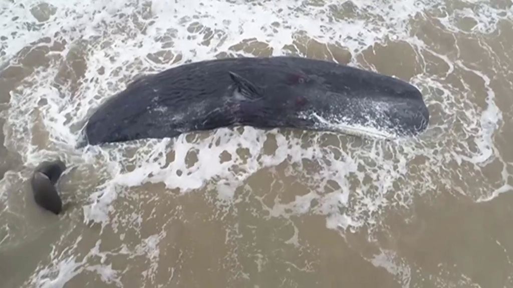 Muere una ballena tras quedar varada en una playa de Argentina
