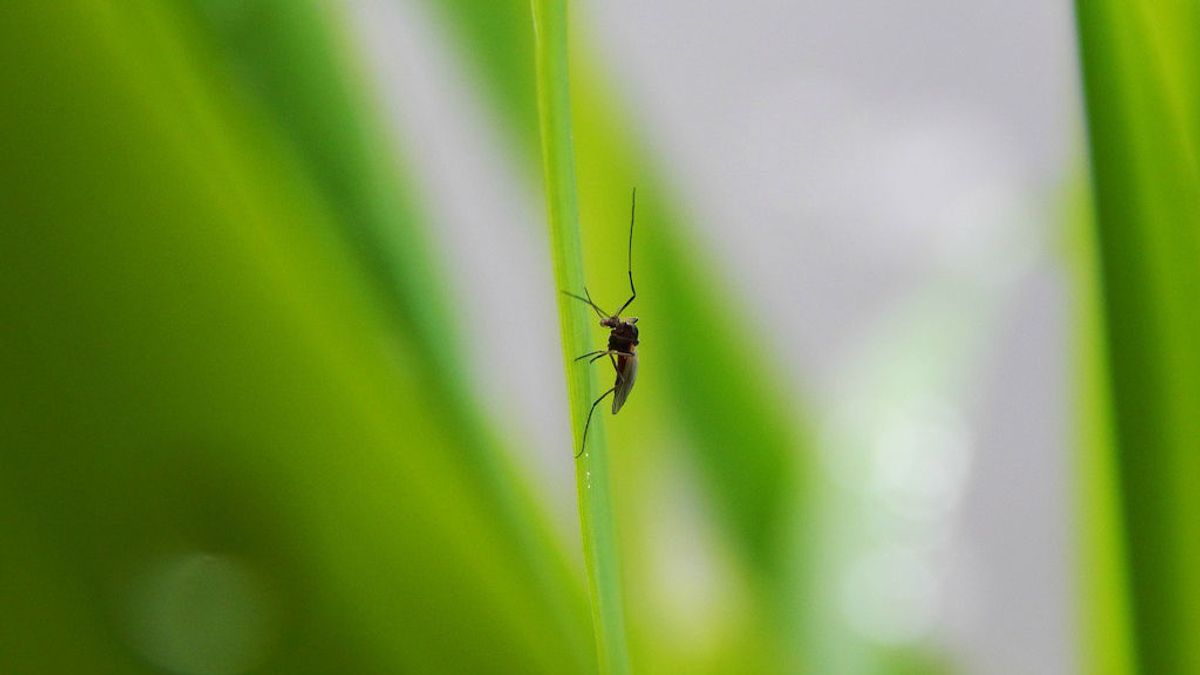 Siete consejos para evitar que los mosquitos arruinen tus noches de verano en el jardín