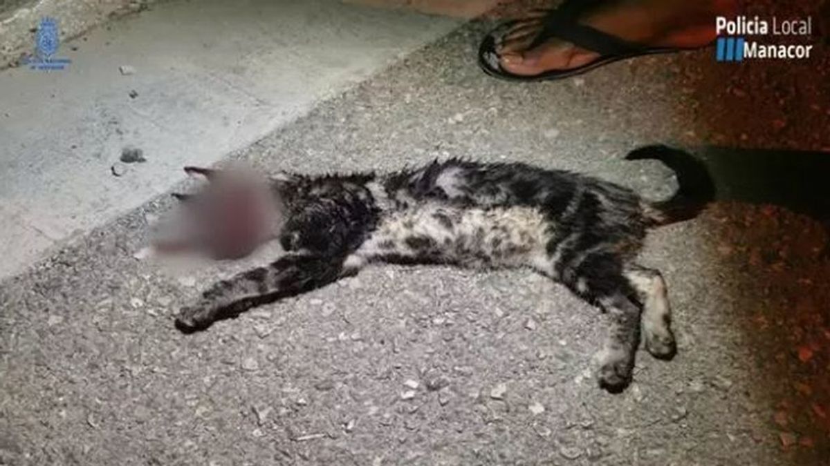 Arrestados dos jóvenes en Manacor por un delito de maltrato animal