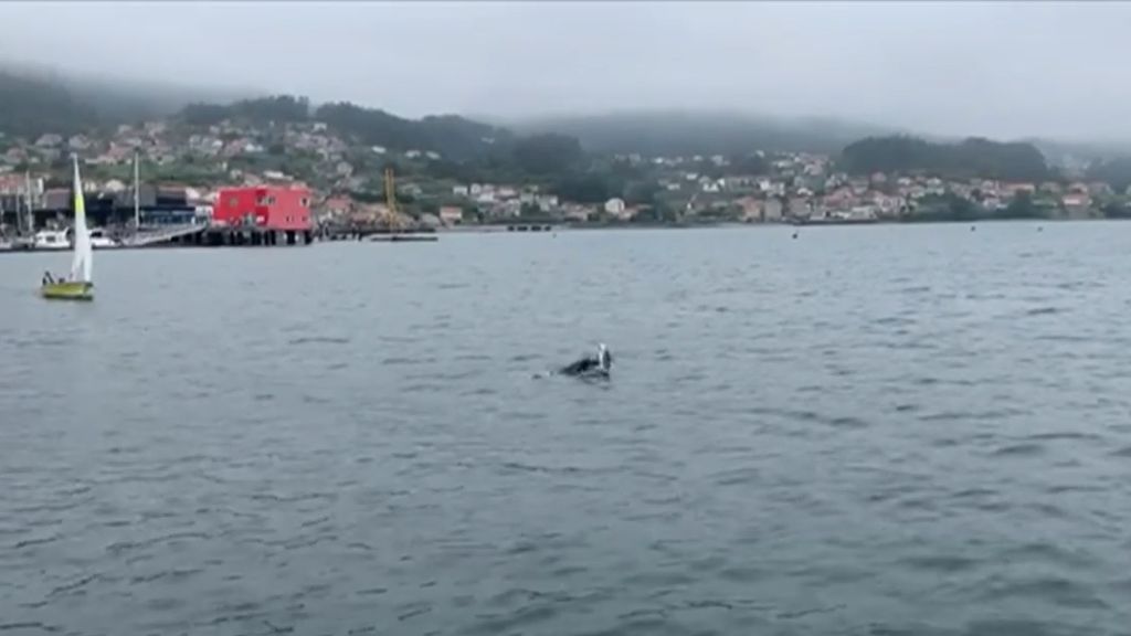 El duelo de una hembra de delfín por su su cría conmueve a vecinos y turistas en Combarro, Pontevedra