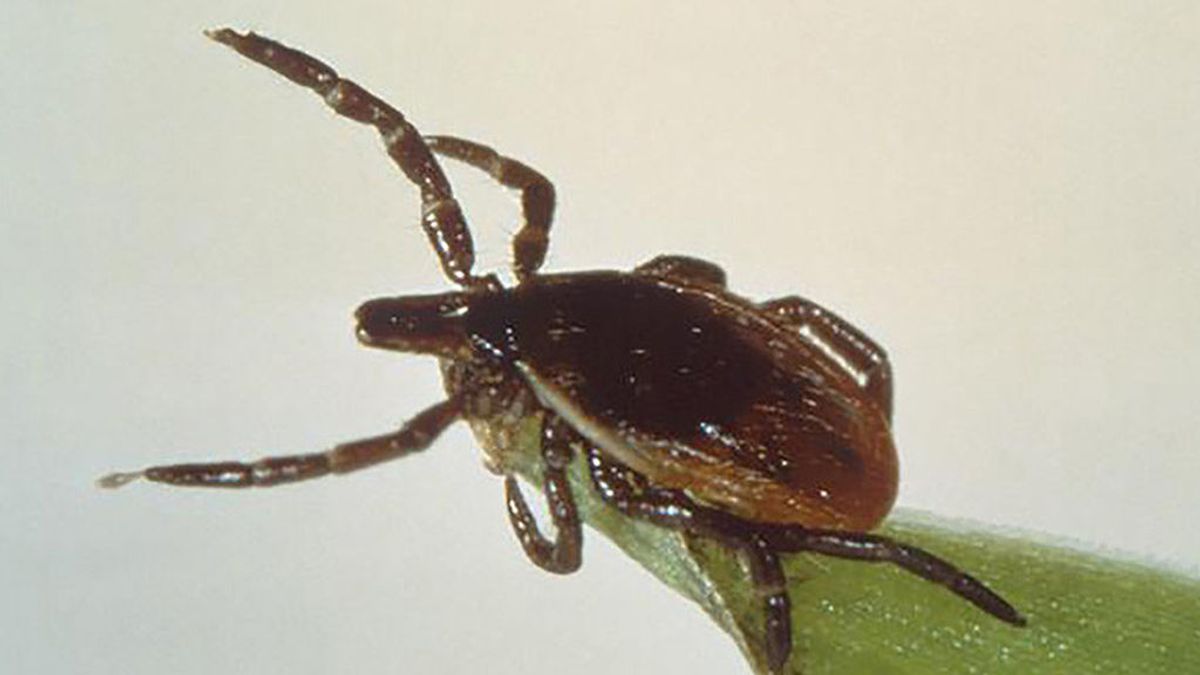 La enfermedad de Lyme se propaga por la presencia de garrapatas