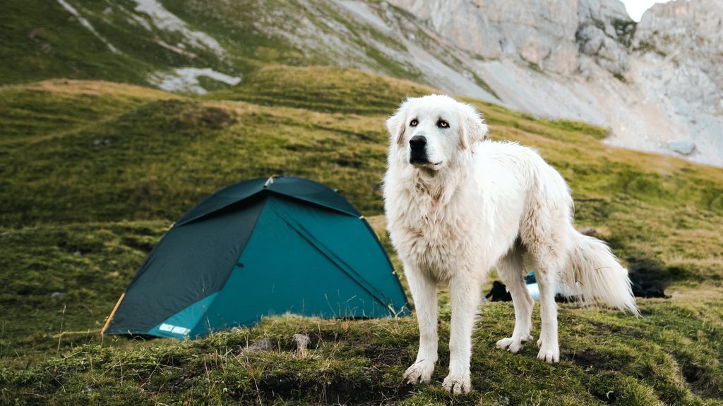 Consejos para disfrutar de una buena acampada con tu perro