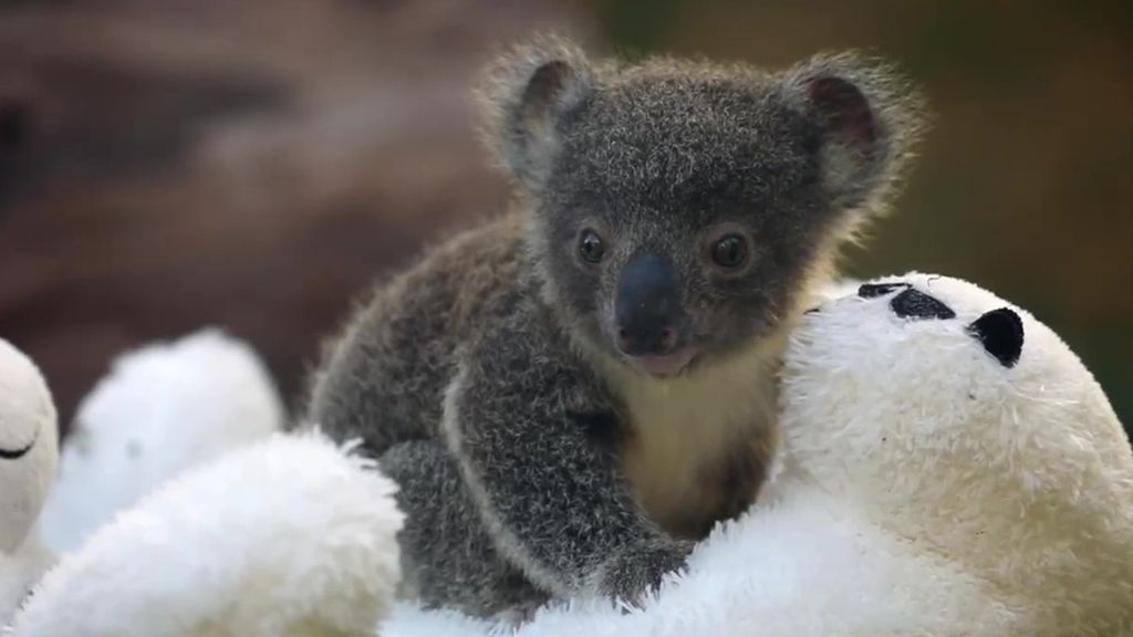 Nacen nueve crías de koala en un parque de Australia