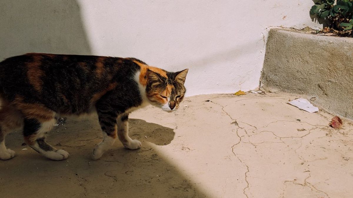 Cómo elegir la mejor arena para tu gato, según vuestras necesidades