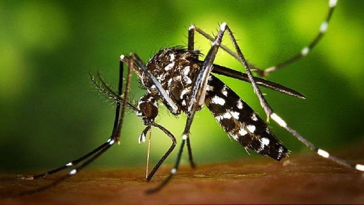 El mosquito tigre ha aumentado su presencia en España un 70% respecto al año pasado