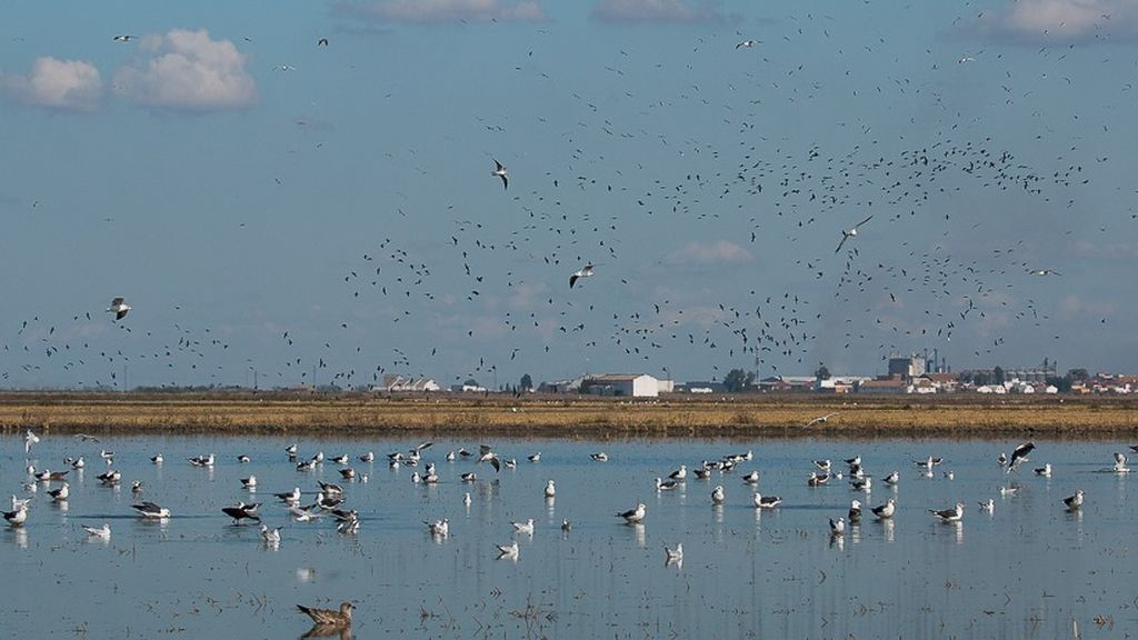 Aves en Doñana