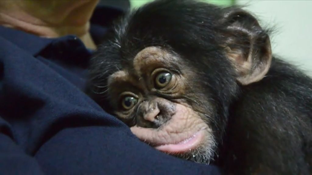 Final feliz para Djibril, el bebé chimpancé huérfano de Bioparc: consigue ser aceptado por su madre adoptiva