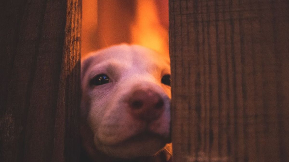 Sociabilización, técnicas de condicionamiento inverso y paciencia: qué puedes hacer cuando tu perro tiene miedo de otros perros