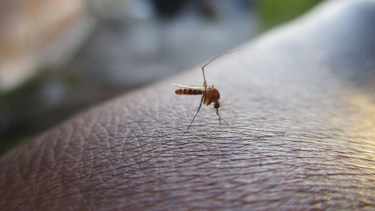 Se declaran en Sevilla 18 casos de meningoencefalitis vírica: las autoridades advierten de los mosquitos