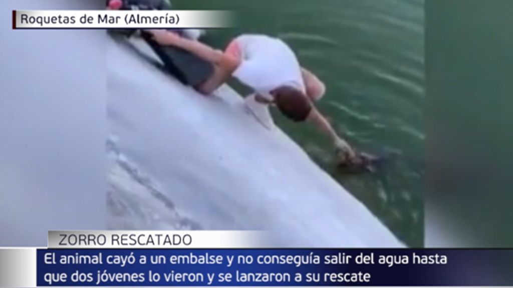 Rescate zorro Almería