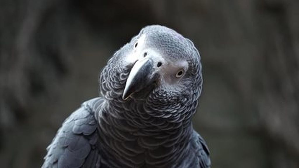 Fin a la polémica del loro Curro: la Audiencia de Alicante aclara quién se queda con la custodia de este pájaro