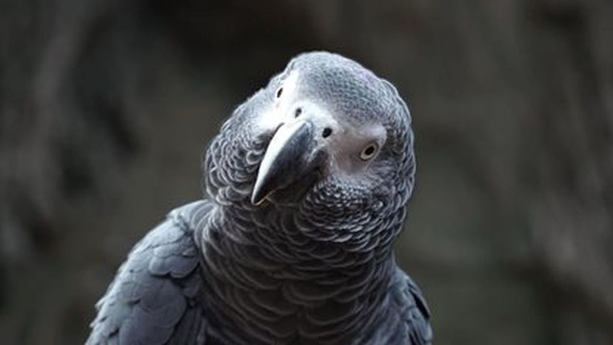 Fin a la polémica del loro Curro: la Audiencia de Alicante aclara quién se queda con la custodia de este pájaro Fin a la polémica del loro Curro: la Audiencia de Alicante aclara quién se queda con la custodia de este pájaro