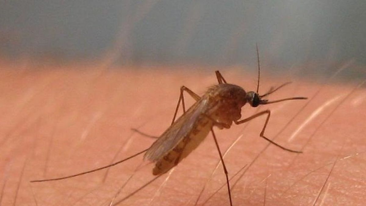 El confinamiento y la lluvia, responsables del aumento de los mosquitos transmisores de meningoencefalitis vírica El confinamiento y la lluvia, responsables del aumento de los mosquitos transmisores de meningoencefalitis vírica