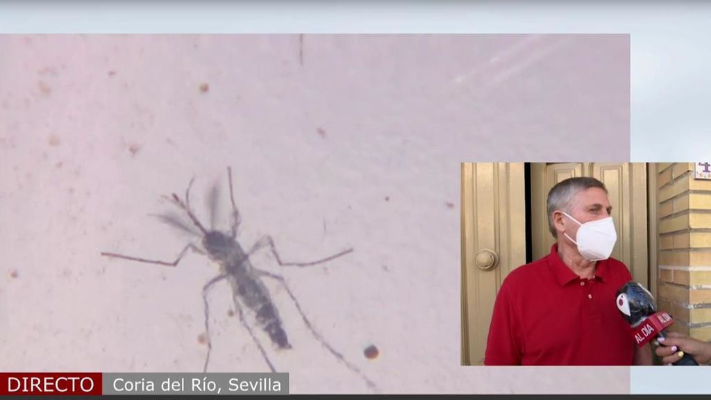 Llega a España un nuevo virus: un mosquito que ha infectado ya a 19 personas