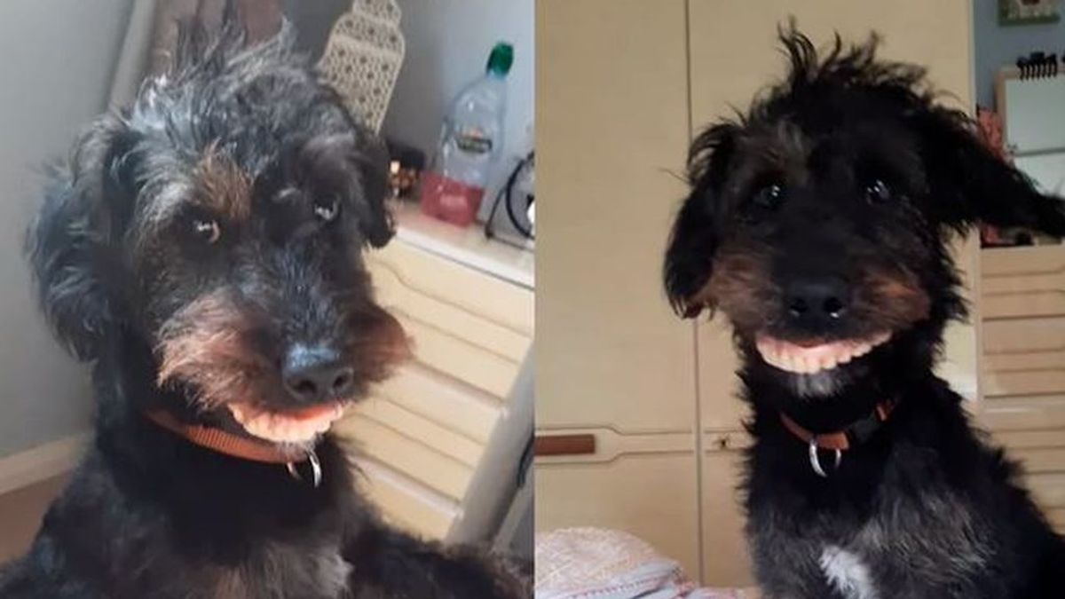 Un perro roba la dentadura postiza de su dueña: uno de los vídeos más virales de la Red