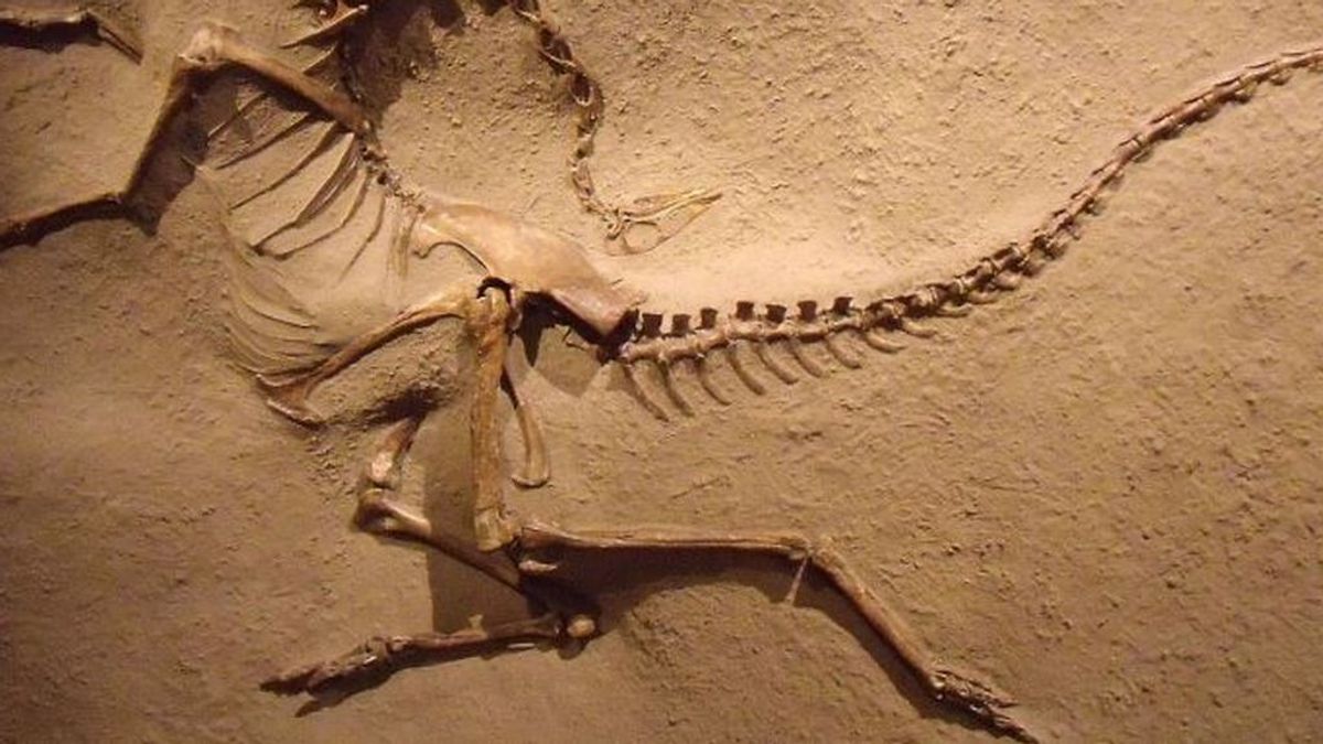 Hallan dientes de dinosaurio que confirman que la Península Ibérica conectaba los dos continentes del Cretácico Hallan dientes de dinosaurio que confirman que la Península Ibérica conectaba los dos continentes del Cretácico