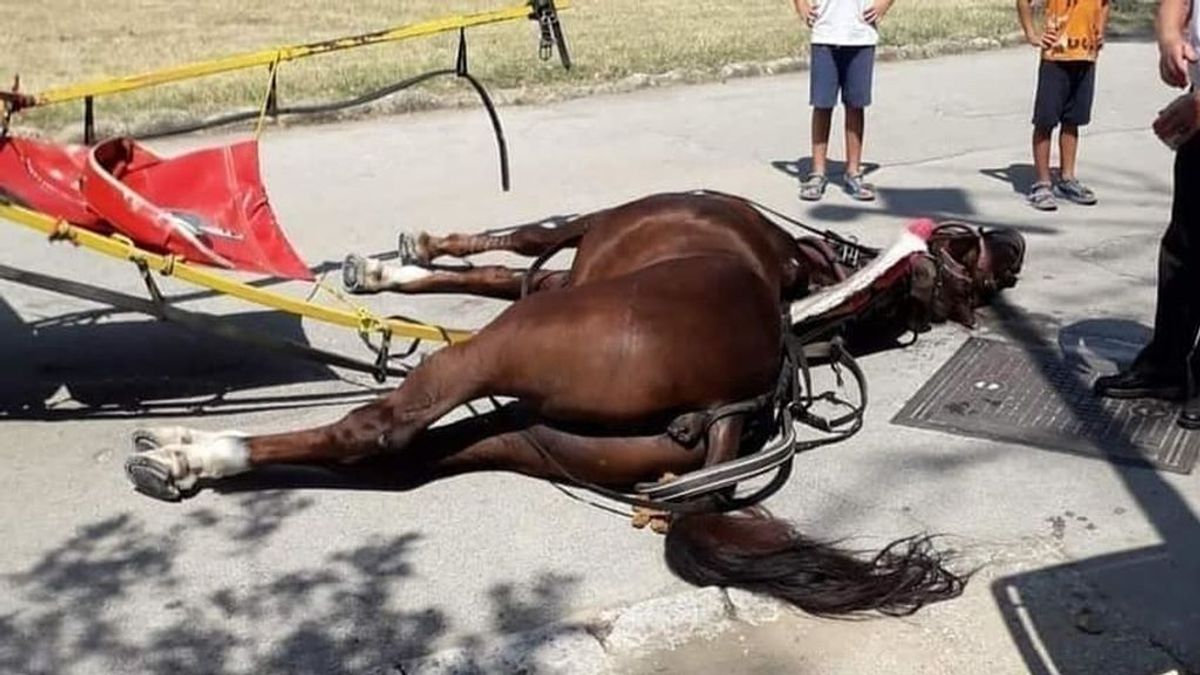 Un caballo muere por un golpe de "calor abrasador" mientras llevaba en un carruaje a varios turistas