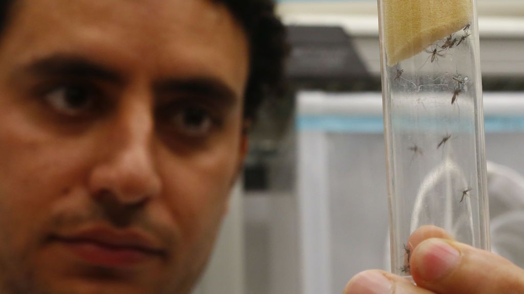 Brote en Andalucía: qué relación hay entre la encefalitis y el virus del Nilo-Occidental