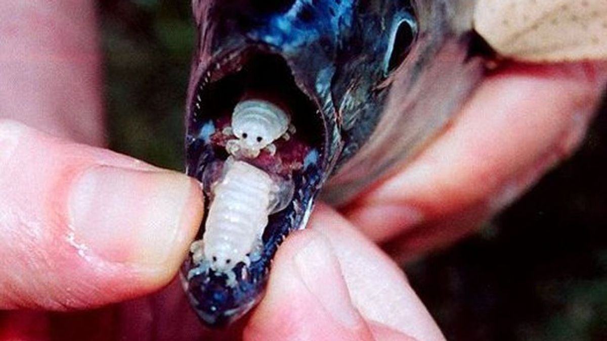 El parásito vampiro que se hace pasar por la lengua del pez anfitrión después de comerse la suya