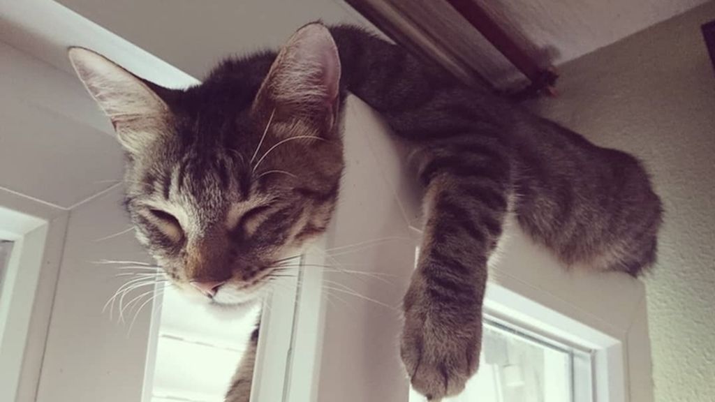 Rocky Balboa - Atigrado común