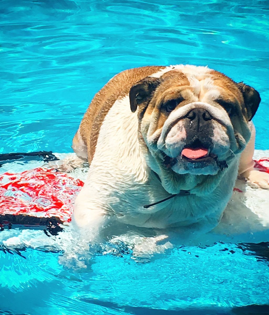 Sophie - Bulldog inglés