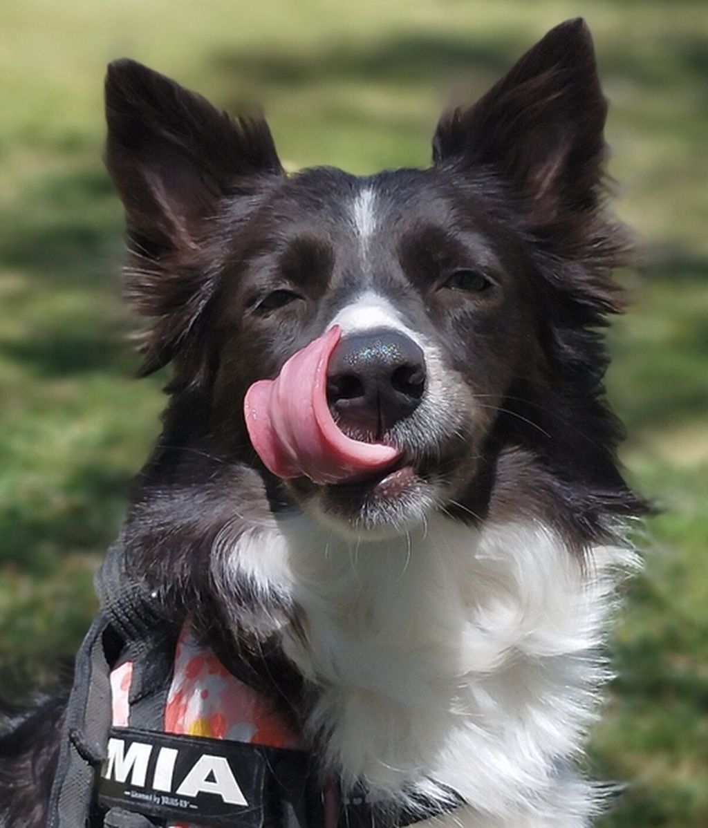 Mia -  Border Collie