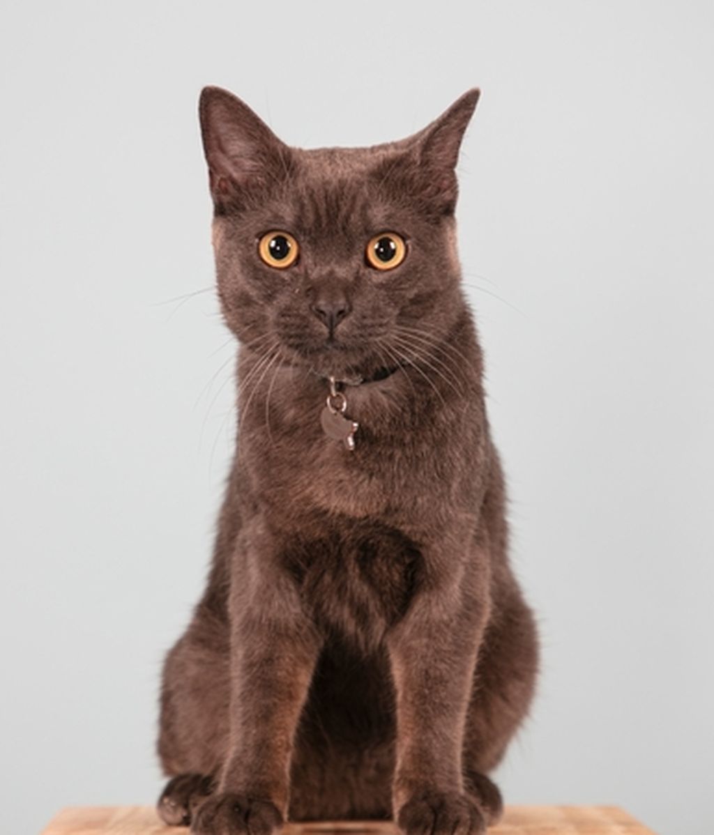 Balú - British Blue